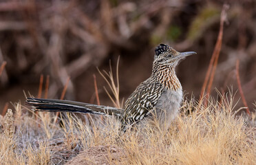 elusive roadrunner bird  foraging in the brush land in winter in the bosque del apache national wildlife refuge near socorro, new mexico 