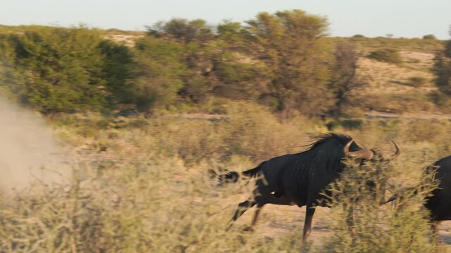 Two wildebeests fighting in Kgalagadi Transfrontier Park during sunset - Kalahari desert, Upington, South Africa.