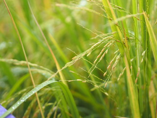 Spike green paddy rice in the field plant, Jasmine rice on blurred of nature background