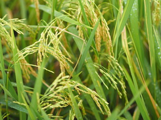 Spike green paddy rice in the field plant, Jasmine rice on blurred of nature background