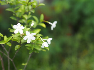 Gardenia,  Rubiaceae Small perennials leaves are rounded, oval, pointed leaves, single flowers from the apex or the end of the branch. flowers are fragrant, White flower garden on nature background