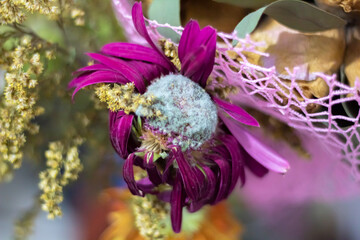 purple and white dead flower