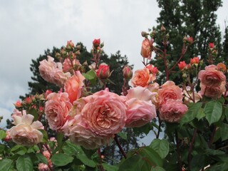 Beautiful bright pink orange rose flowers in a rose garden