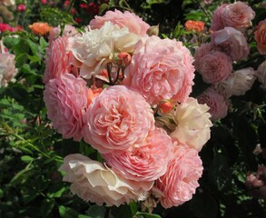Pretty closeup light pink rose flowers in a rose garden