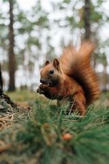 Squirrel eats nuts sitting on the grass in the forest