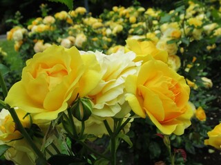 Pretty closeup yellow roses in the rose garden