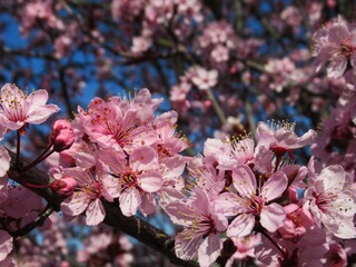 Pretty Closeup Plum blossom blooming in spring 