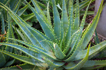 Fototapeta premium aloe vera in garden