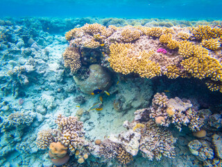 Naklejka na ściany i meble Colorful corals in the Red Sea, Egypt