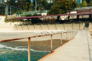 Seagulls sit on the railing on the beach near the sea