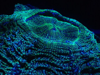 The beautiful coral found at deep water at Malaysia