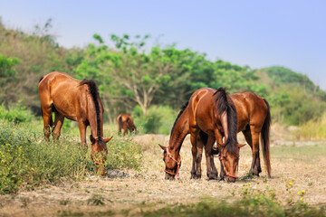 Naklejka na ściany i meble A group of horses in the meadow
