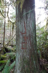Naklejka premium Close-Up Of the Initials, name carved into the bark of a tree in woods.