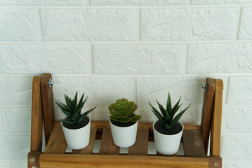 Cactus in a pot On the wooden floor