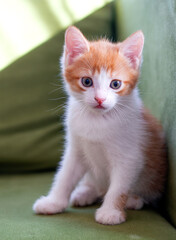 Tired ginger little kitten sits on a green sofa and upsets