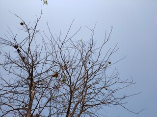 branches against blue sky