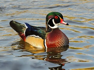 colorful wood  duck drake swimming in the lake at sterne  park in littleton, colorado