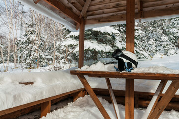 Skis and helmet in a forest gazebo