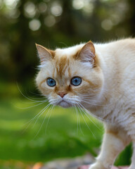 Ginger tomcat looking with curiosity whilst outside on a grassy yard