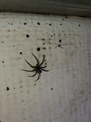 araigné