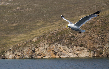 Seagull flying over the sea. Background with mountains and rocks. Selective focus.