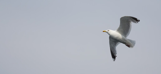 Seagull flying in the cloudy sky. Close-up. Copy space for text. Banner.