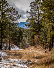 forest path in view of mountain