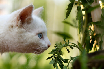 White kitten curiously sniffing a plant leaf whilst outside exploring a grassy yard