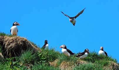 trio of colorful atlantic puffins in  the cliffs of  their nesting colony on a sunny summer day, with one puffin coming in for a lamding in the eastern fjotds of iceland