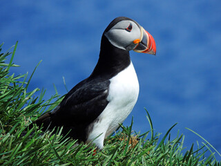 close up of a colorful atlantic puffin in  the cliffs of  his nesting colony on a sunny summer day in the eastern fjotds of iceland