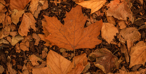 autumn leaves background