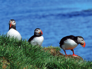 trio of colorful atlantic puffins in  the cliffs of  their nesting colony on a sunny summer day in the eastern fjotds of iceland