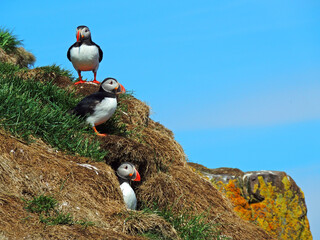 trio of colorful atlantic puffins in  the cliffs of  their nesting colony on a sunny summer day in the eastern fjotds of iceland