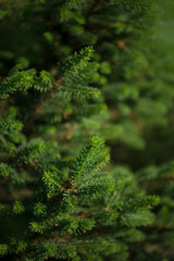Norway spruce - Picea abies or European spruce new needles. Natural coniferous background texture. Selective focus blur.