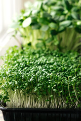 Watercress salad and sunflower microgreens in a tray on the home windowsill.The concept of healthy eating,vegan concept.Home gardening.Selective focus with shallow depth of field.