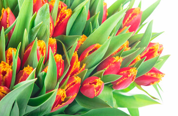 bunch of tulips isolated on white background