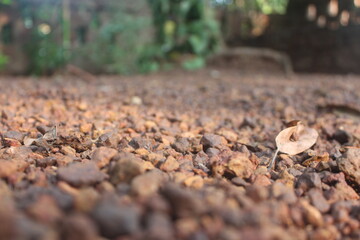 autumn leaves in the forest