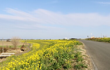 春の道　菜の花　風景　渡良瀬