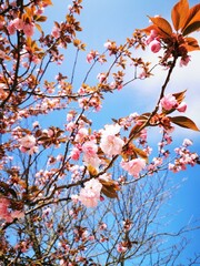 Kirschblüte