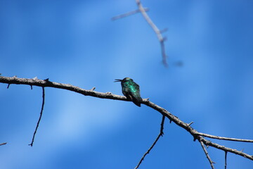 emerald hummingbird in Costa Rica National Park