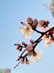 blossom