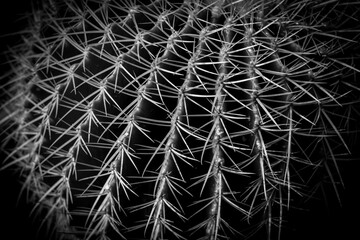 Cactus White Black Nature For Background