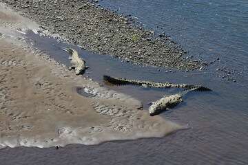 Crocodile in water in Costa Rica 