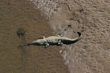 Crocodile in water in rio Tarcoles, Costa Rica	