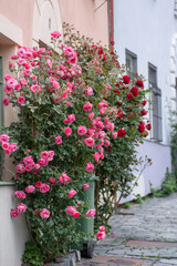 Pink and red rose bushes growing near the wall. Rose flowers in front of the house.