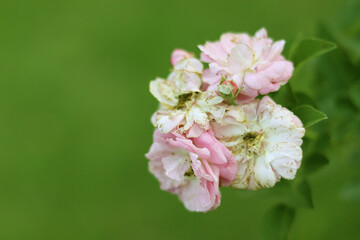 Blurred background beautiful rose in the garden.