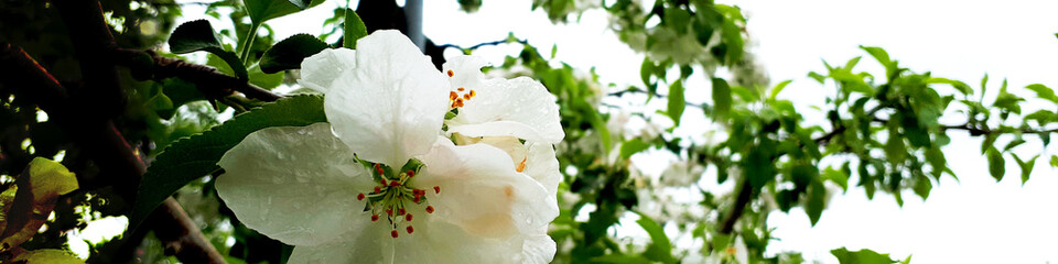 blooming apple tree rainy day