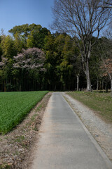 Fototapeta na wymiar 桜の木と藪　一本道