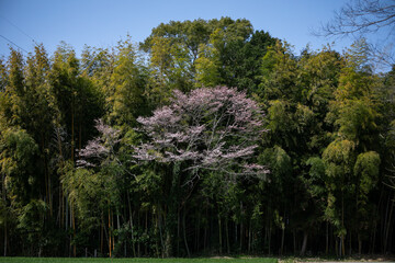 桜の木と藪と青空