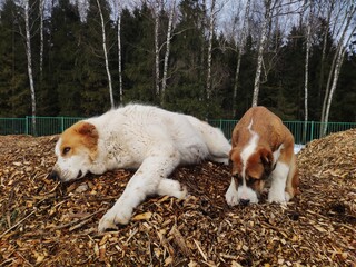 large dog Alabai and her puppy are lying on the sawdust outside in winter. White and brown Central Asian Shepherd Dog puppy with his mother are resting on tree bark mulch